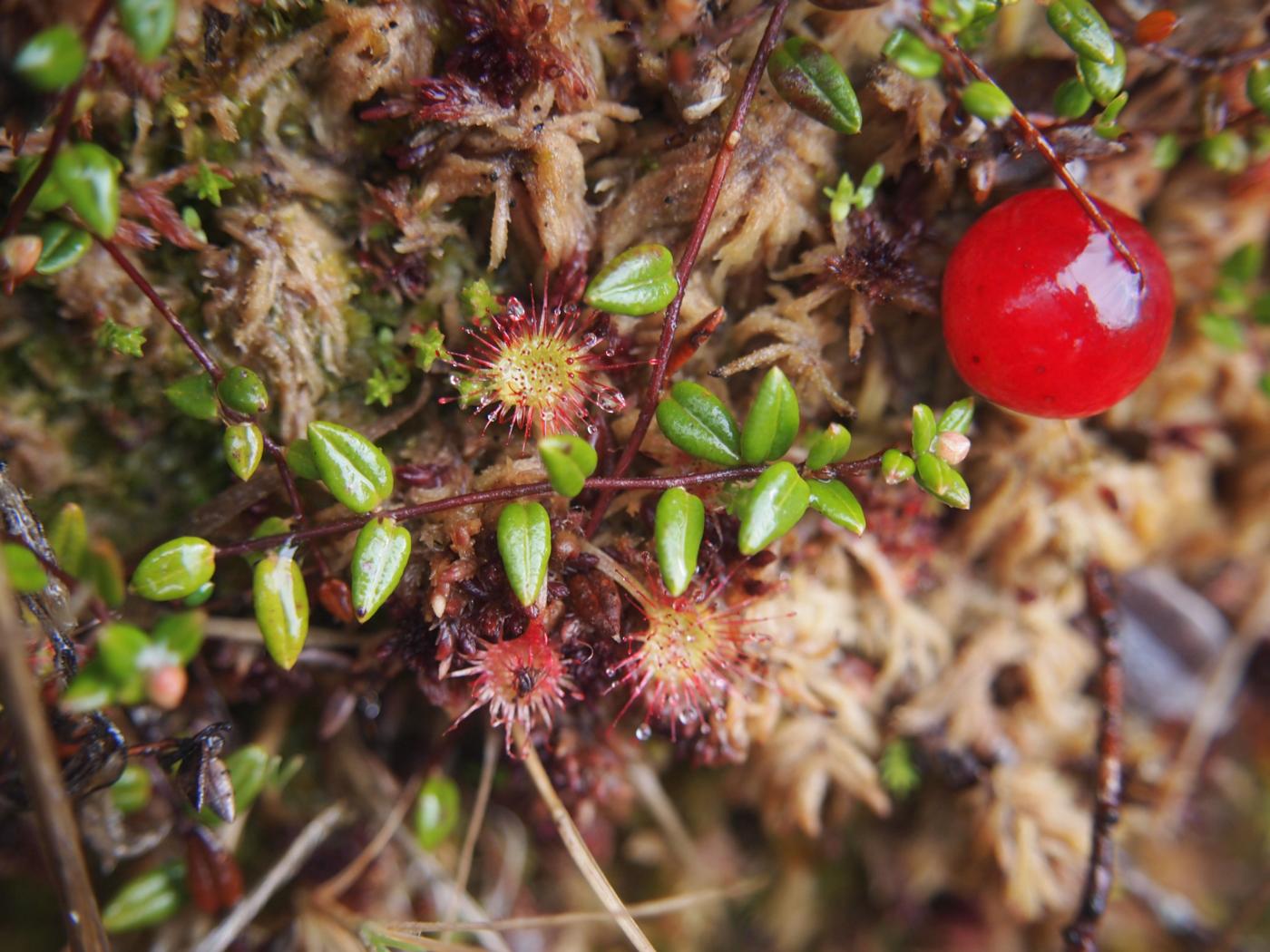 Cranberry, Small fruit